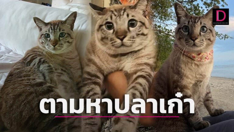 สงสารน้อง! ประกาศตามหา 'ปลาเก๋า' หายเกือบ 5 เดือน ตั้งรางวัลให้ครึ่งแสน |  เดลินิวส์