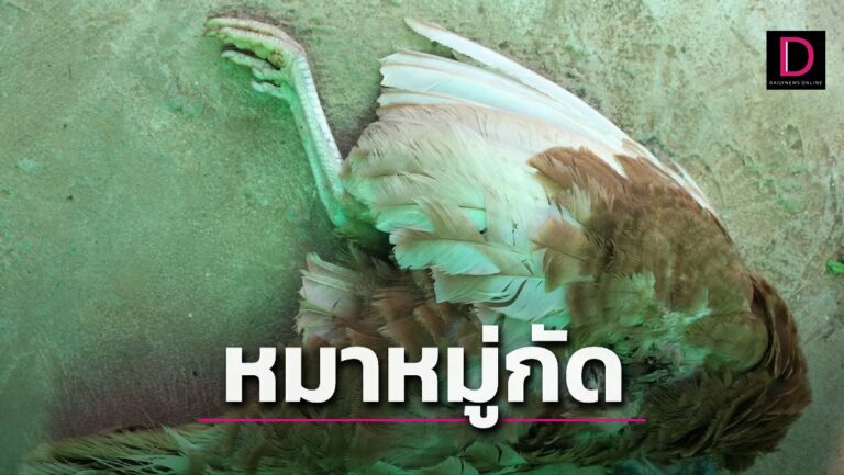 เห็นคาตาหมากัดไก่ตายกว่า50ตัว  ทำอะไรไม่ได้ติดพ.ร.บ.หมาโร่แจ้งตร.เอาผิดเจ้าของ | เดลินิวส์