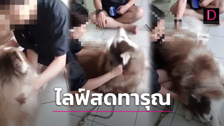 เจ้าของปวดใจ! พนักงานร้านไลฟ์สดตัดขนสุนัข จับทารุณสารพัด-เห็นแล้วใจแทบขาด |  เดลินิวส์