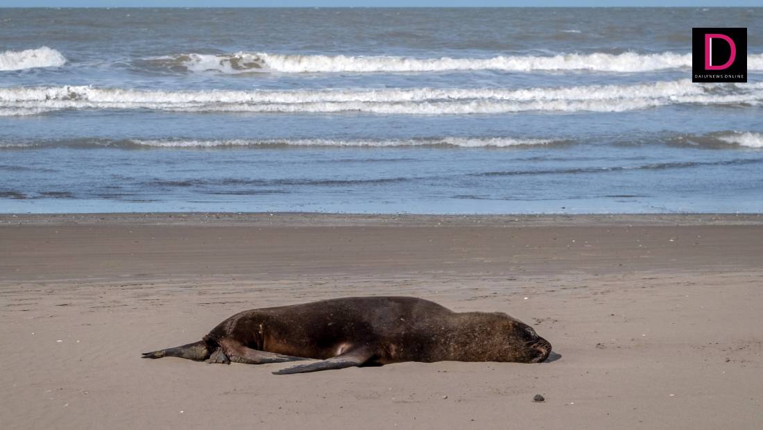 Outbreak of Avian Influenza: Sea Lions Found Dead in Argentina's