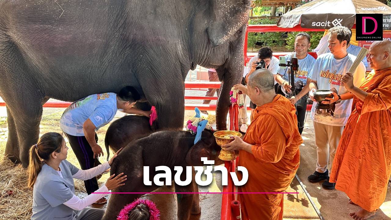 แห่ส่องเลขเด็ดลูกช้างฝาแฝดต่างเพศคู่แรกของโลก เจ้าของวังช้างเผยเลขมงคล | เดลินิวส์