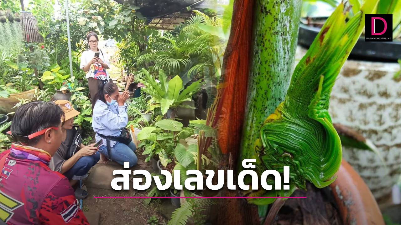 ตาลุกวาว! คอหวยแห่ขอเลขเด็ดต้นหมาก ออกใบคล้าย เศียรพญานาค | เดลินิวส์