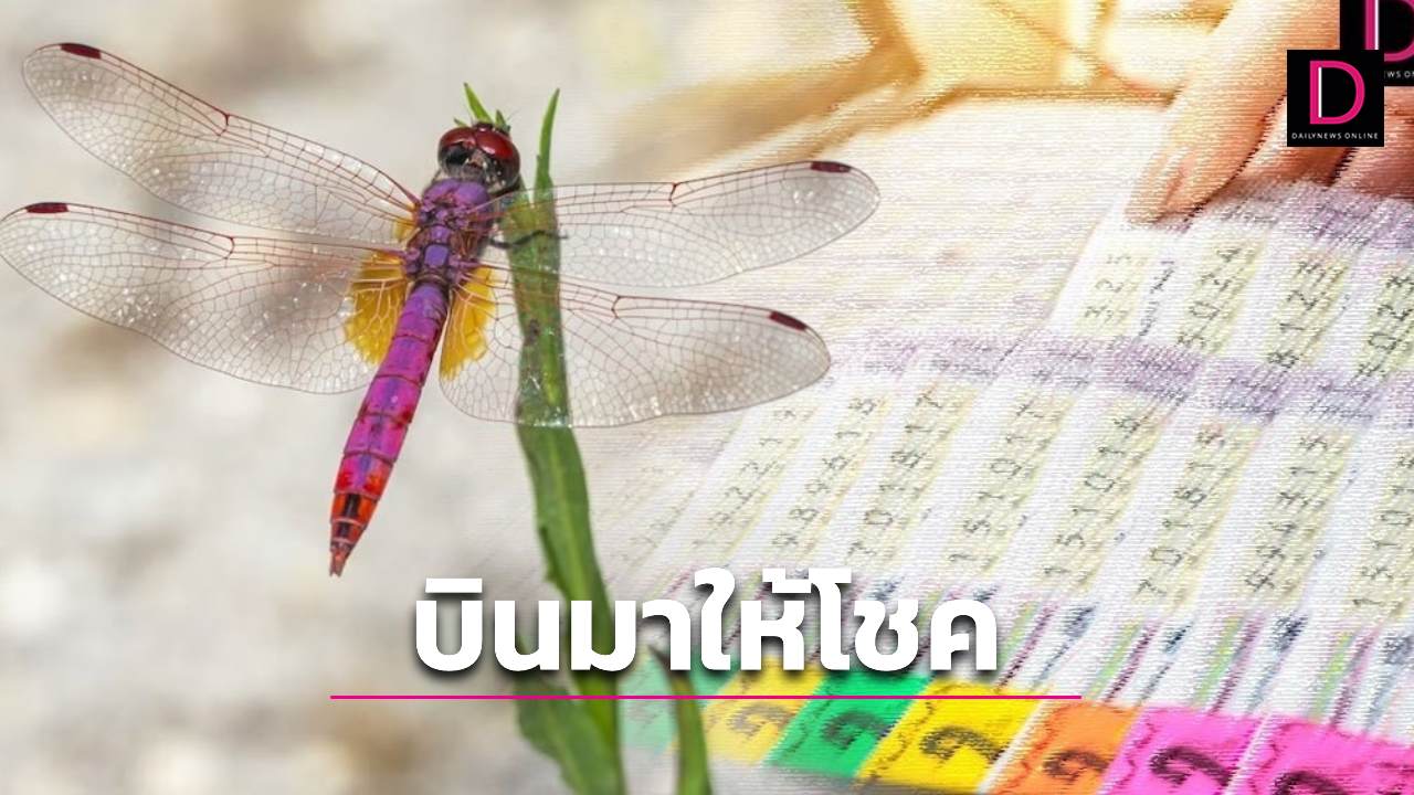 บินมาแล้ว! หวย แมงปอโค้งสุดท้าย จัดเต็มทั้งเลข2ตัวและ3ตัว | เดลินิวส์